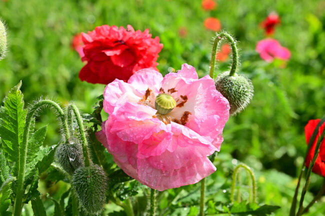 飯山花の里のポピーの写真