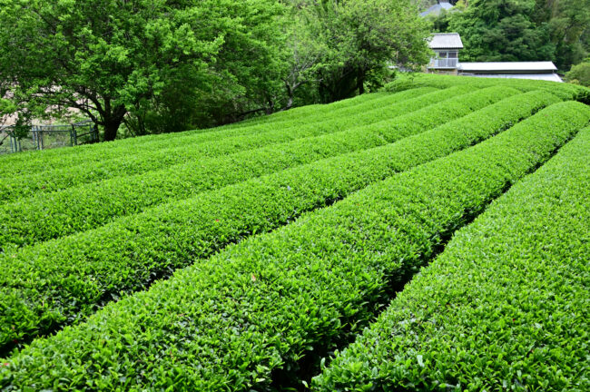 広沢寺温泉周辺の茶畑の写真