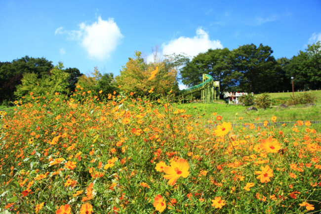 荻野運動公園の花原のコスモスの写真