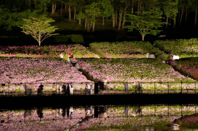 あつぎつつじの丘公園のツツジのライトアップの写真