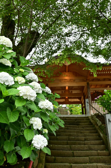 飯山観音長谷寺のアジサイの写真