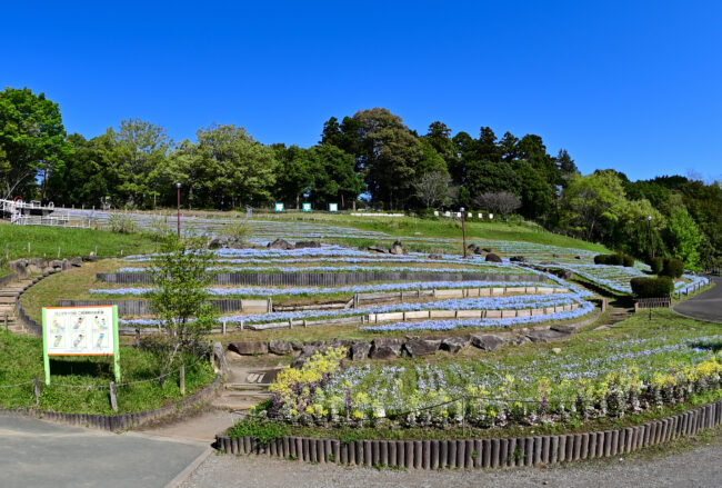 荻野運動公園の花原のネモフィラの写真