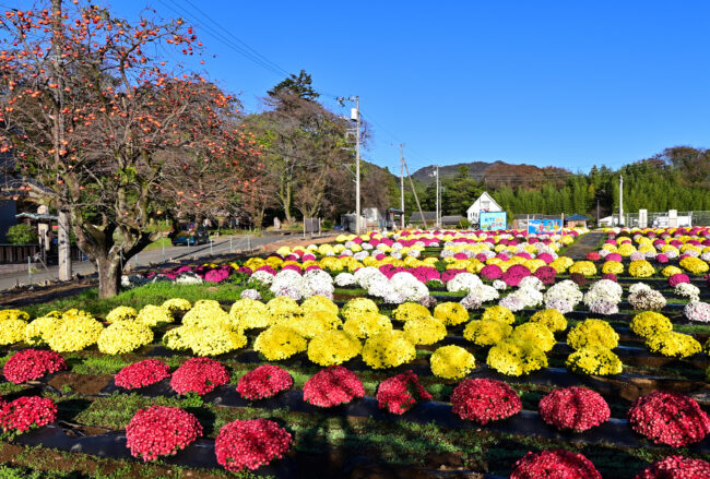 飯山花の里のザルギクの写真