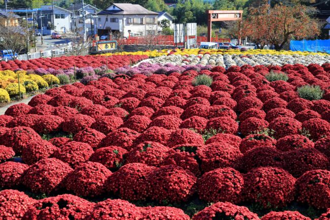 飯山花の里のザルギクの写真