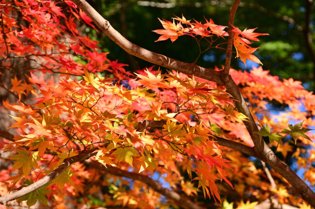 飯山白山森林公園の紅葉の写真