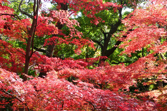 飯山白山森林公園の紅葉の写真