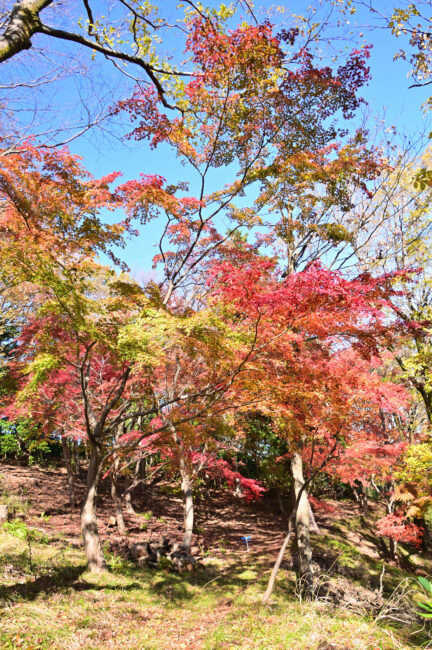 飯山白山森林公園の紅葉の写真