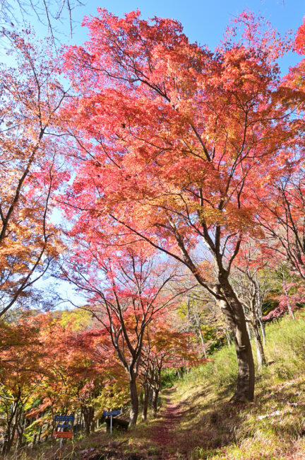 飯山白山森林公園の紅葉の写真