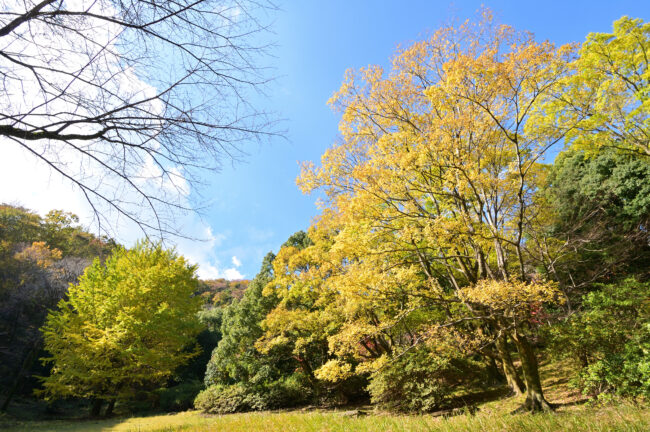 飯山白山森林公園の紅葉の写真