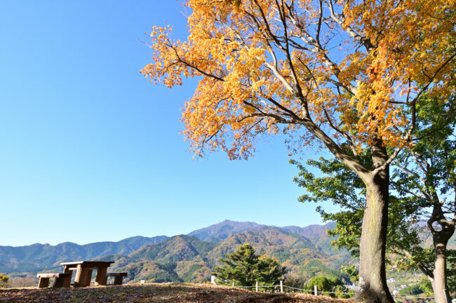 県立七沢森林公園ななさわの丘の紅葉の写真