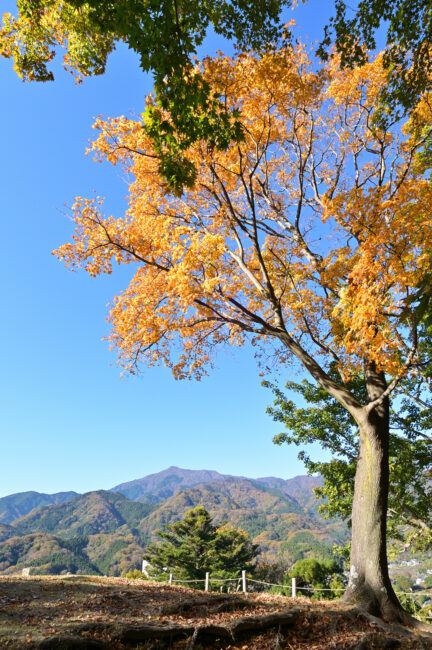 県立七沢森林公園ななさわの丘の紅葉の写真