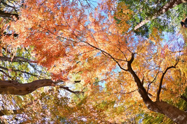 飯山白山森林公園の紅葉の写真