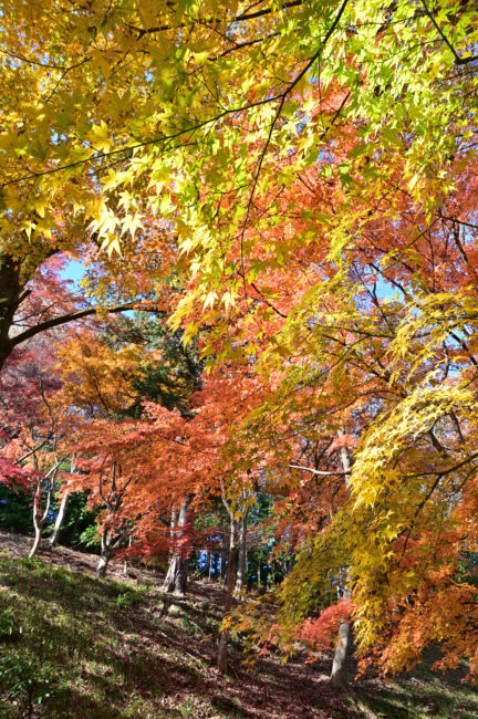 飯山白山森林公園の紅葉の写真