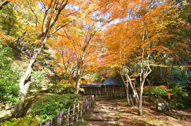 県立七沢森林公園寸草亭の紅葉の写真