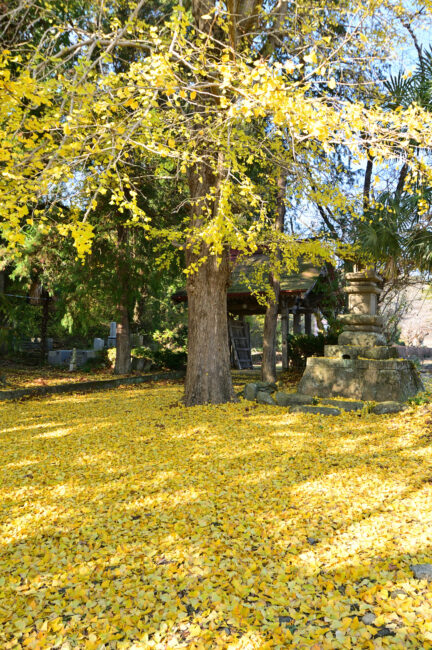 金剛寺のイチョウの紅葉