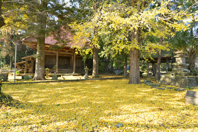 金剛寺のイチョウの紅葉の写真