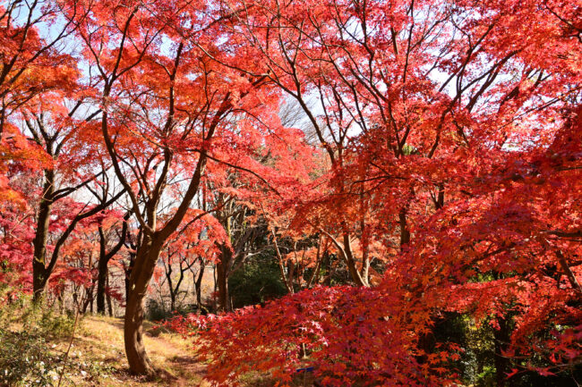 飯山白山森林公園の紅葉の写真