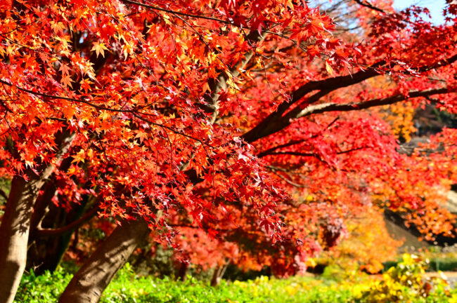 若宮公園の紅葉の写真