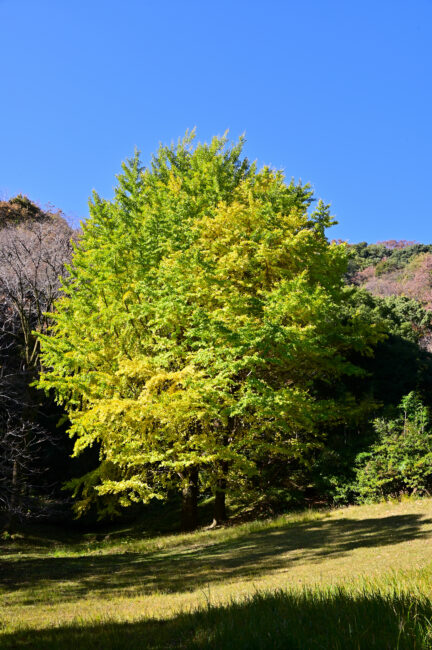 飯山白山森林公園の紅葉の写真