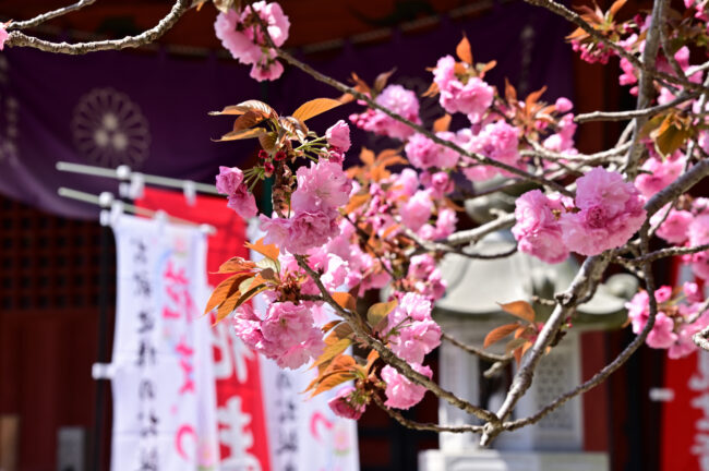 七沢観音寺のヤエザクラの写真