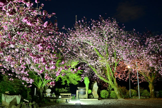 七沢観音寺のヤエザクラのライトアップの写真