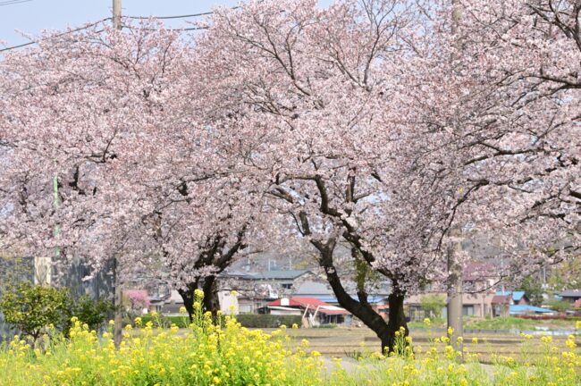 下川入桜並木の写真