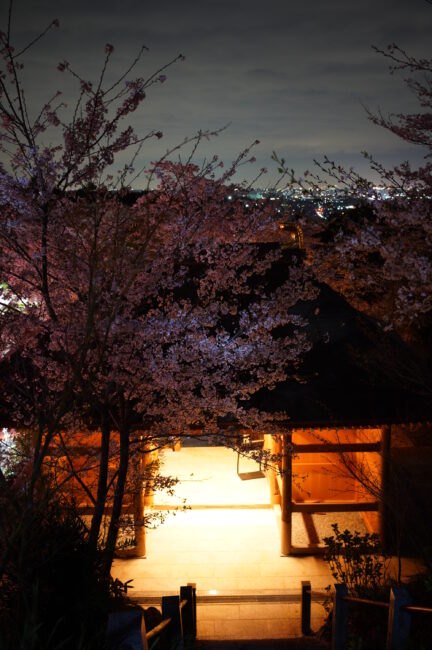 長谷寺のサクラの写真