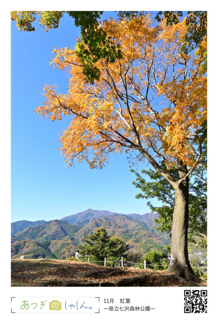 県立七沢森林公園の紅葉・あつぎ絵はがき