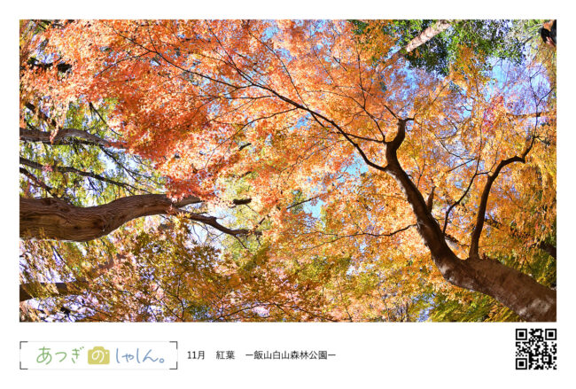 飯山白山森林公園の紅葉・あつぎ絵はがき