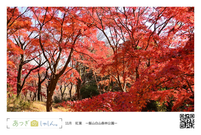飯山白山森林公園の紅葉・あつぎ絵はがき