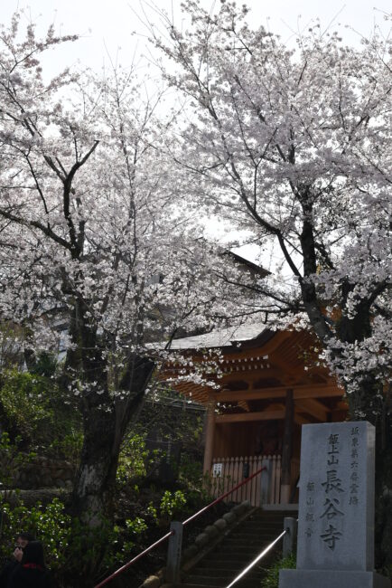 長谷寺のサクラの写真