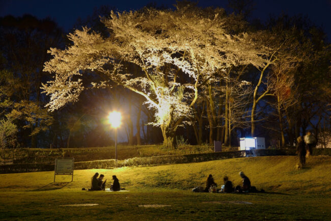 ぼうさいの丘公園のサクラ