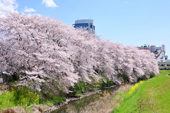 船子・恩曽川のサクラの写真