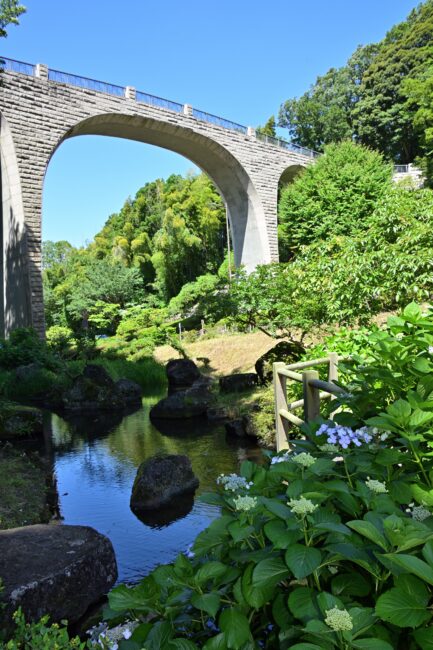 県立七沢森林公園のアジサイの写真