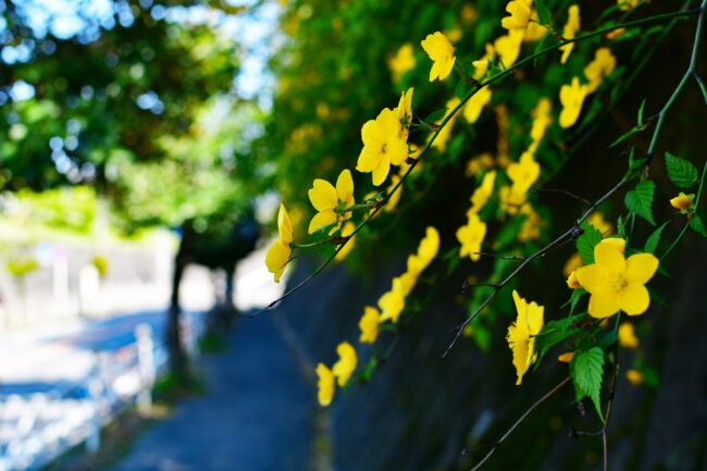 荻野の山吹