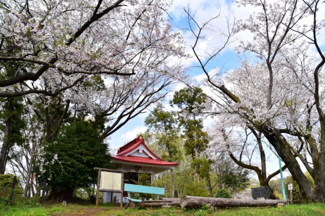 小町神社のサクラの写真