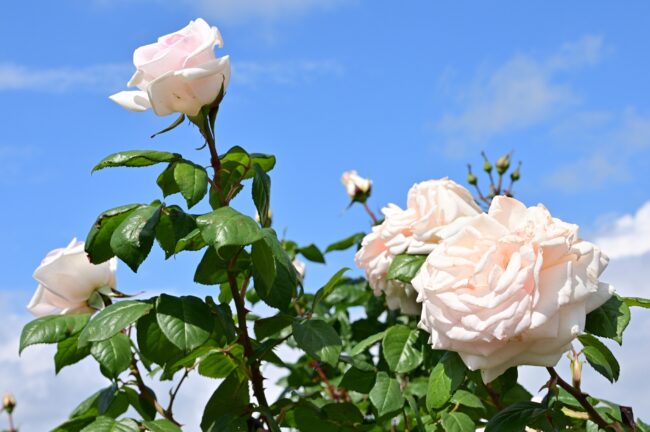 相模川ローズガーデンのバラの写真