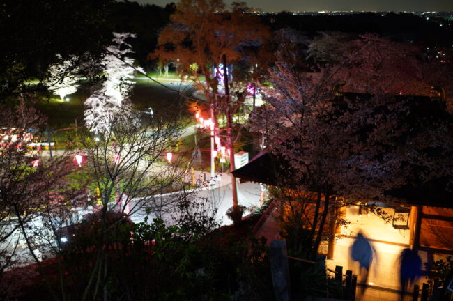 長谷寺のサクラの写真