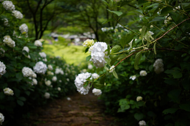 七沢森林公園のあじさい