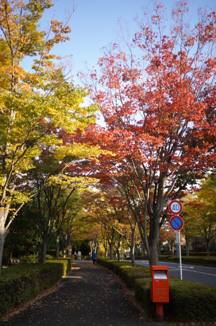 森の里の紅葉