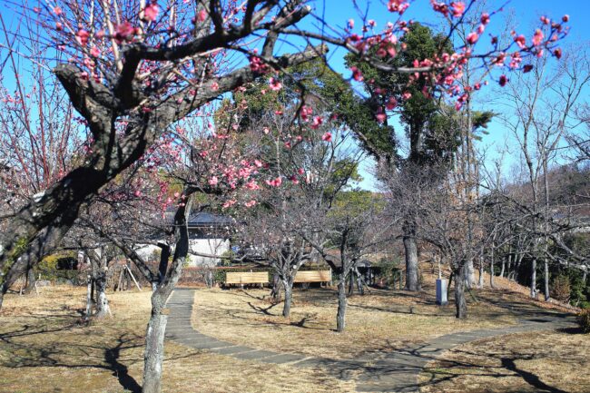 若宮公園のウメの写真