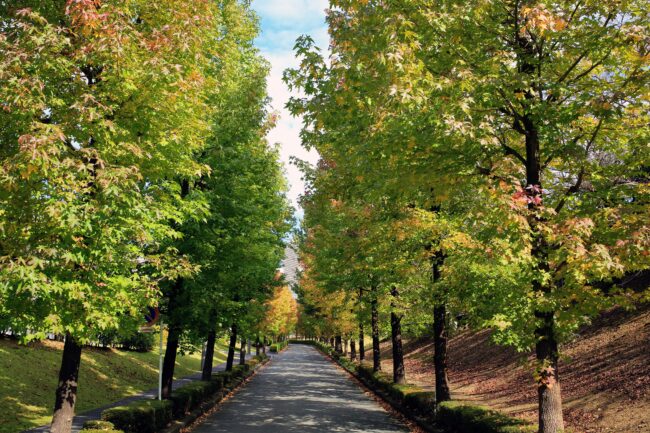 若宮公園周辺の紅葉の写真