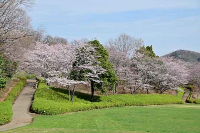 あつぎつつじの丘公園のサクラの写真