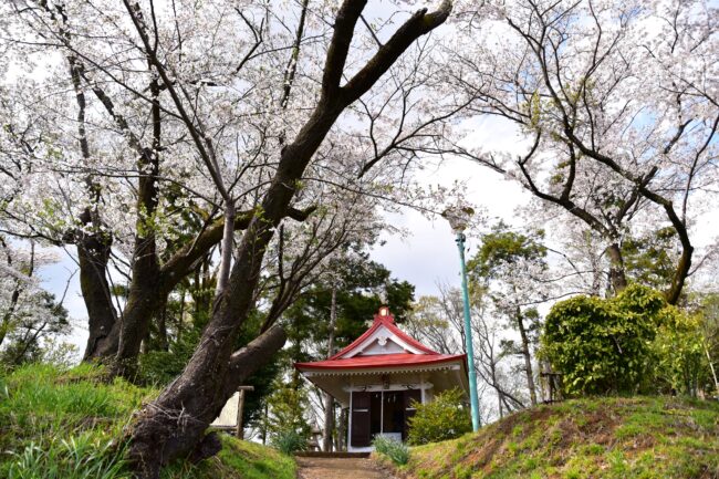 小町神社のサクラの写真