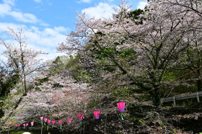 飯山観音大門参道のサクラの写真