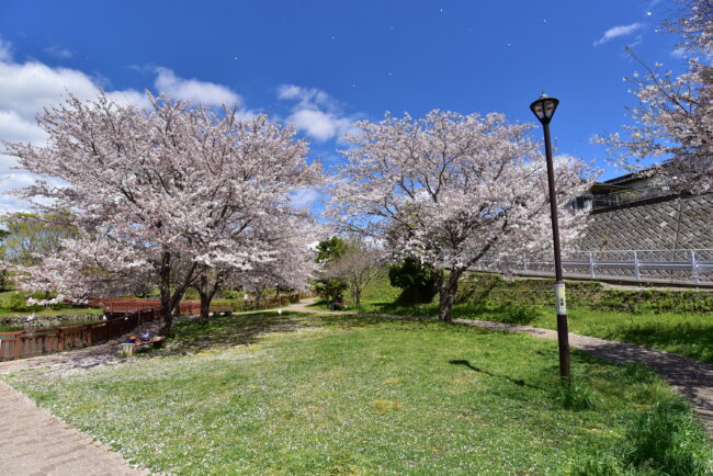 広町公園の桜