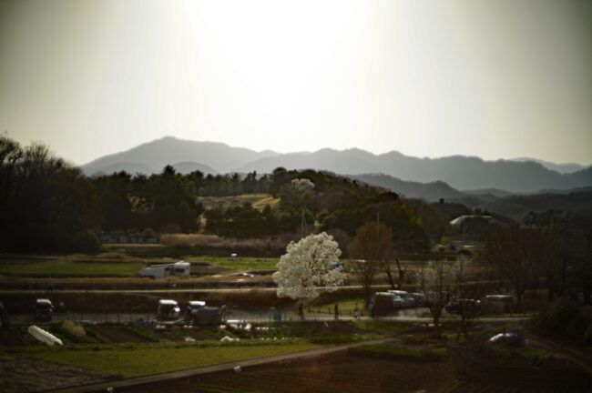 広町公園のハクモクレン