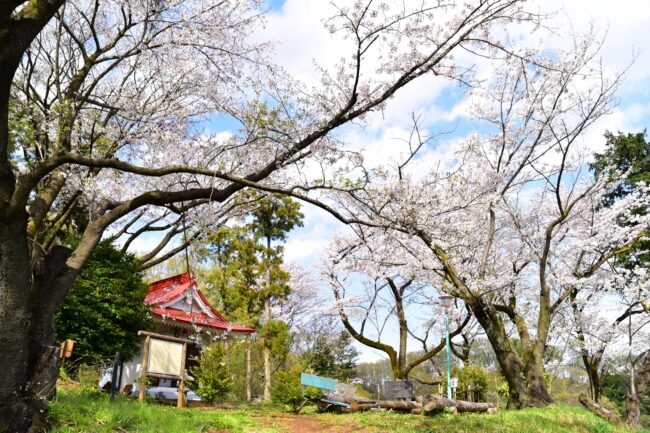 小町神社のサクラの写真