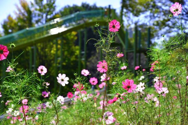 荻野運動公園のコスモス