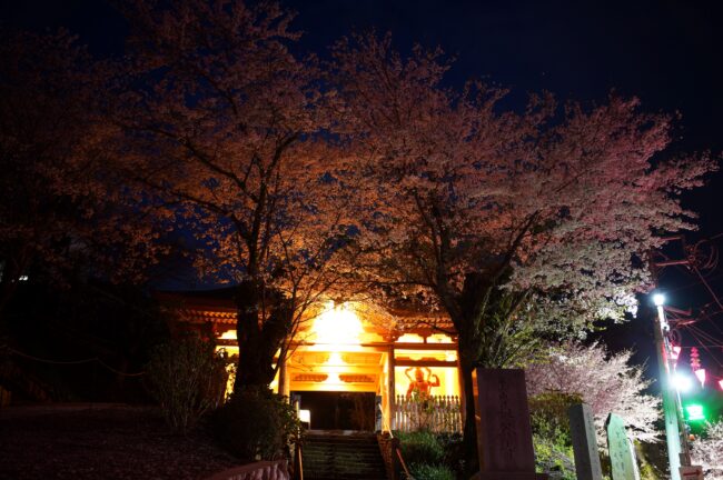 長谷寺のサクラの写真